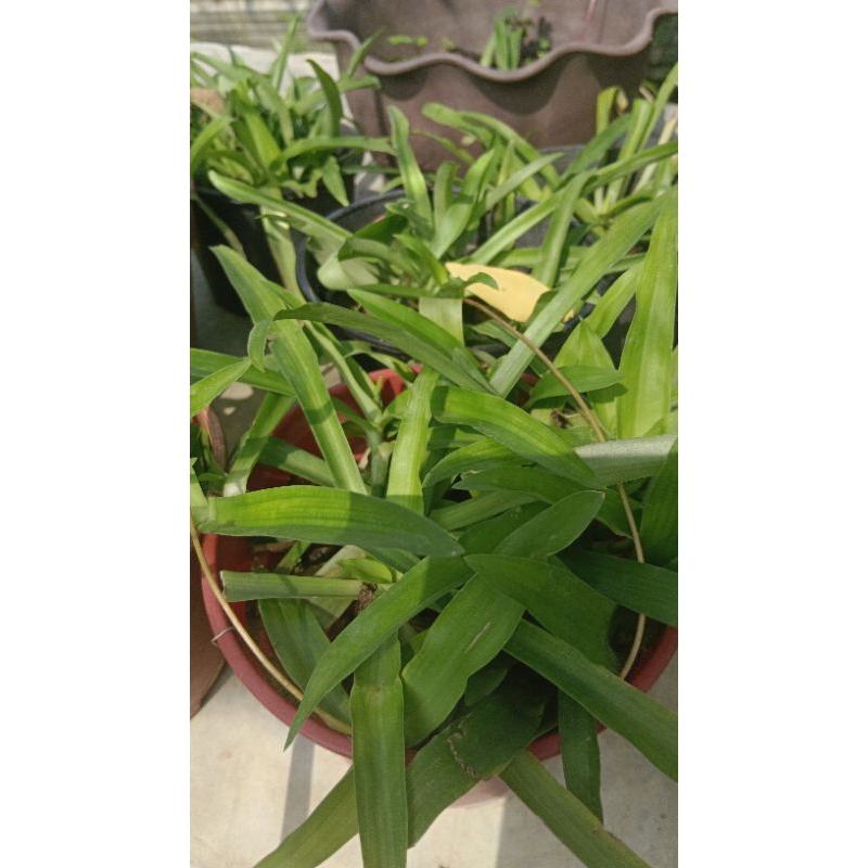 anak pokok rumput siti khadijah@,bejing | Shopee Malaysia