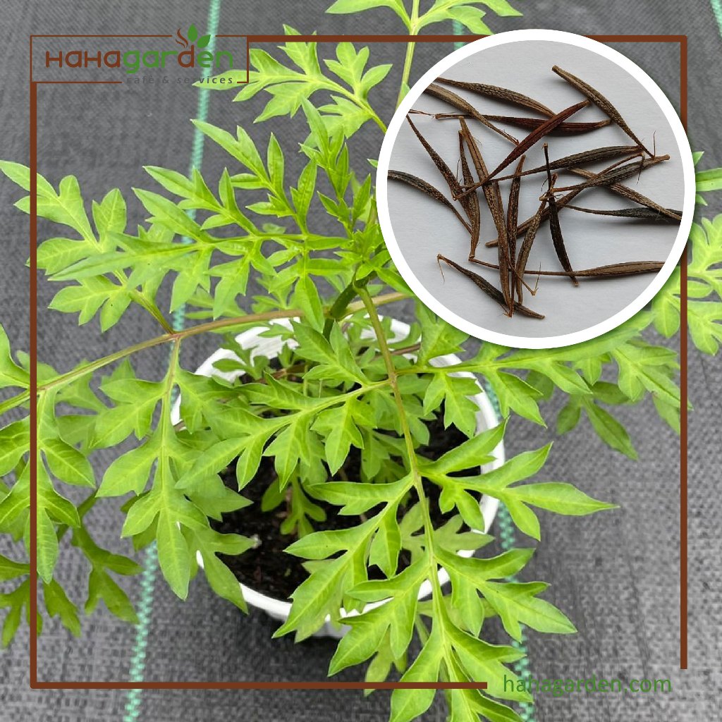 Biji Benih Ulam Raja/ Cosmos Caudatus/ King’s Salad – 20 Seeds | Shopee ...
