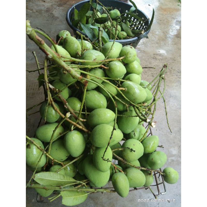 Buah pelam telur 1 kg rm9 | Shopee Malaysia
