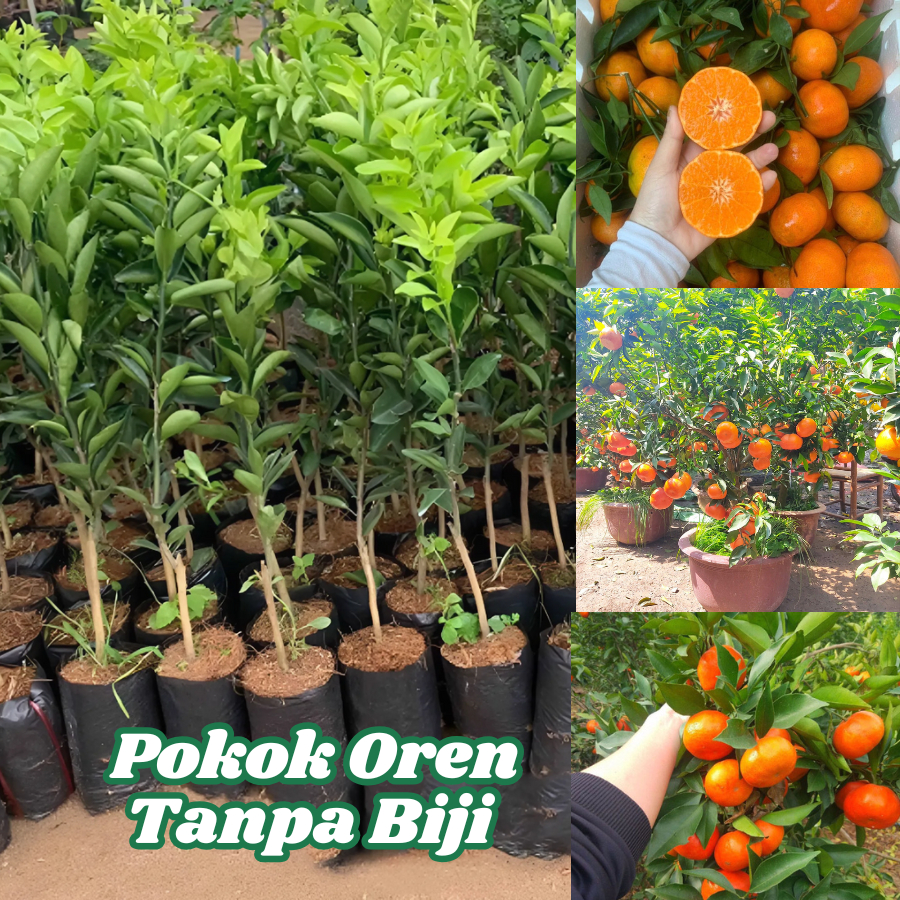anak-pokok-oren-tanpa-biji-yang-sangat-tidak-berbuah-hasil-yang