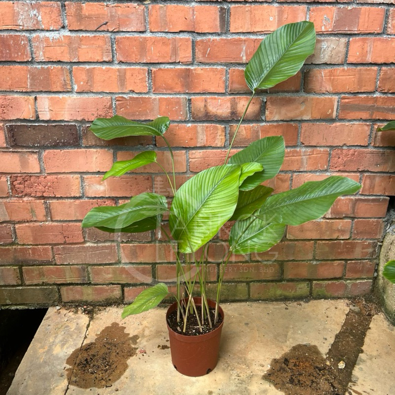 TKL - Thaumatococcus Danielle Real Live Plants 40-70cm 乒乓叶西非竹竽 40-70cm ...