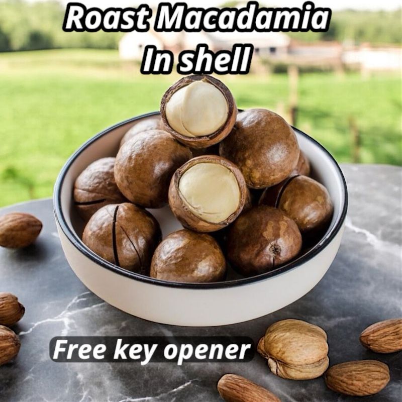 250g | 500g ROASTED UNSALTED MACADAMIA INSHELL FROM AUSTRALIA (FREE KEY ...