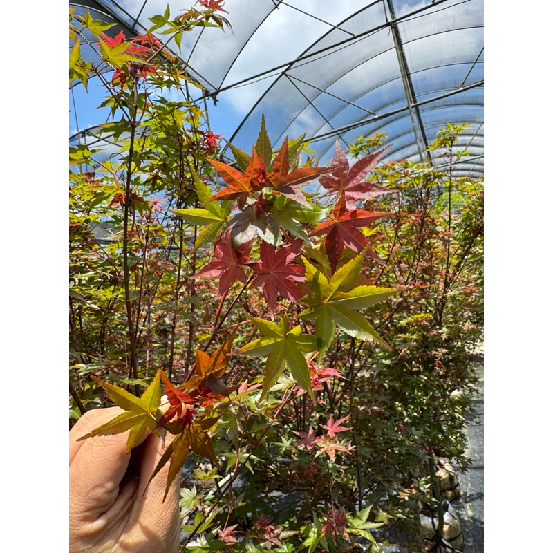 🍁 Maple Red🍁枫叶🍁 Maple Tree 🍁Outdoor plant🍁Indoor plant🍁Ready stock🚛 ...