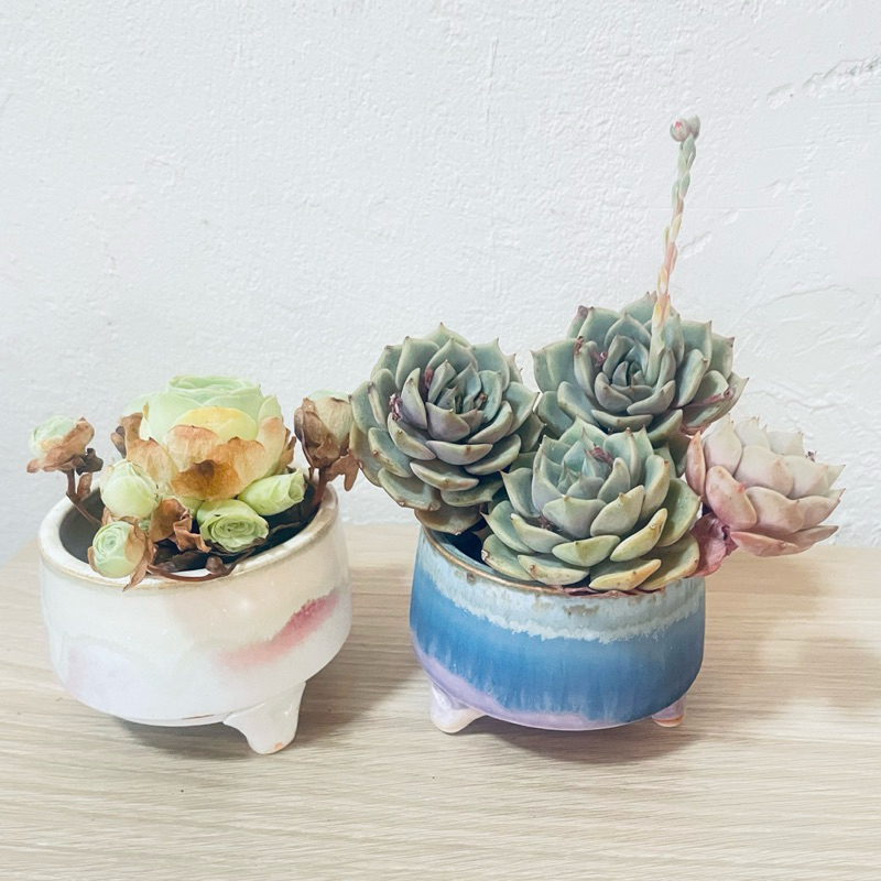 succulents pot- 多肉盆（pot only) | Shopee Malaysia