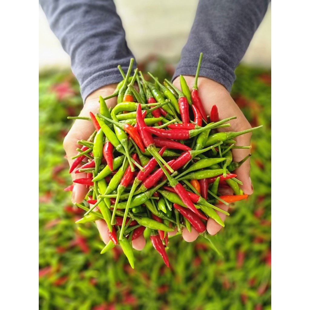 Cili Api Bara 200g & 1kg | Shopee Malaysia