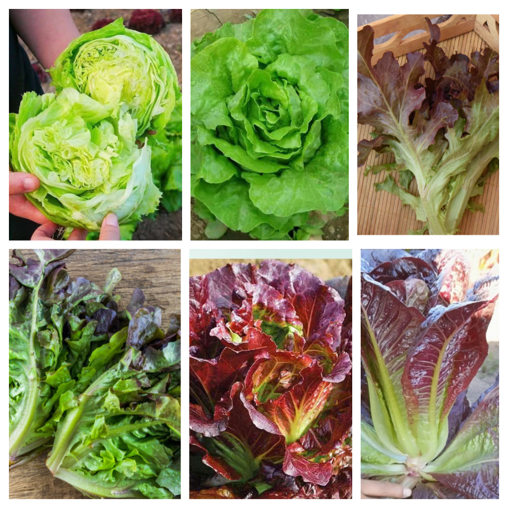 Pelbagai jenis benih salad hijau dan ungu/100 pcs lettuce seeds/各种沙拉菜种子 ...