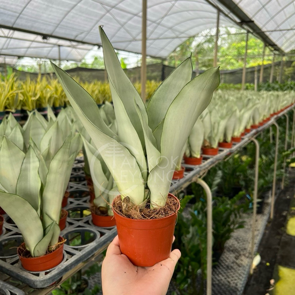 TKL - Sansevieria Moonshine / Silver Snake Plant 白玉虎皮兰 | Shopee Malaysia