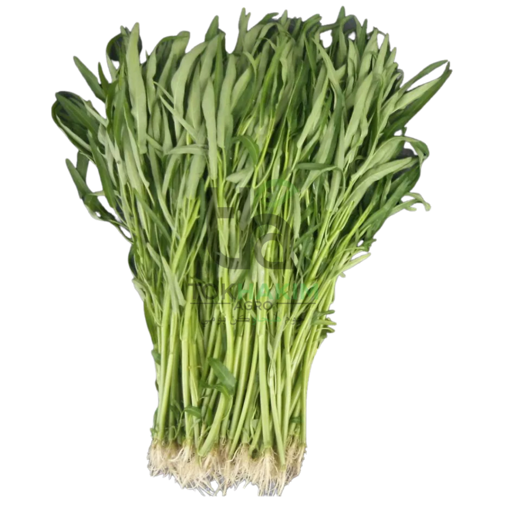 Benih Kangkung GE 251 Grade A Daun Tirus/ Bamboo Leaf Water Convolvulus ...