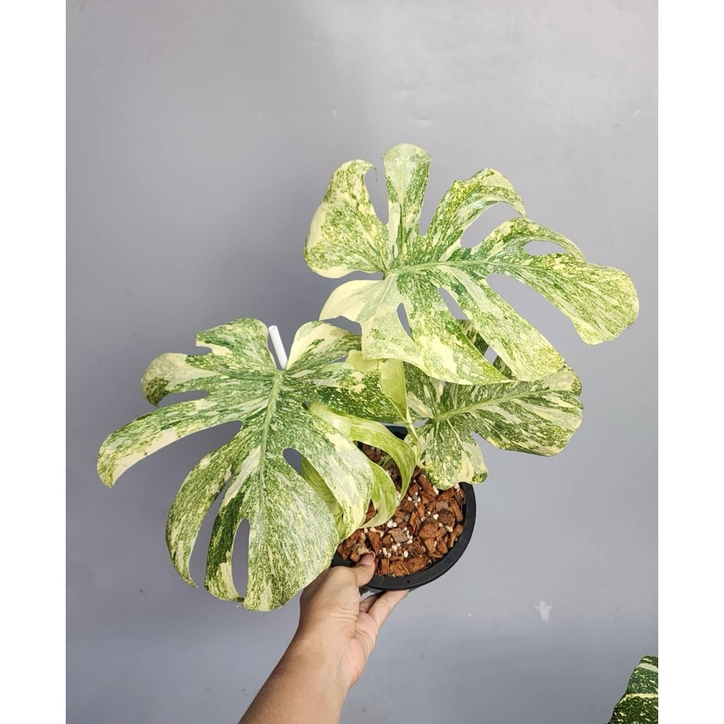 Monstera Deliciosa Legacy | Shopee Malaysia