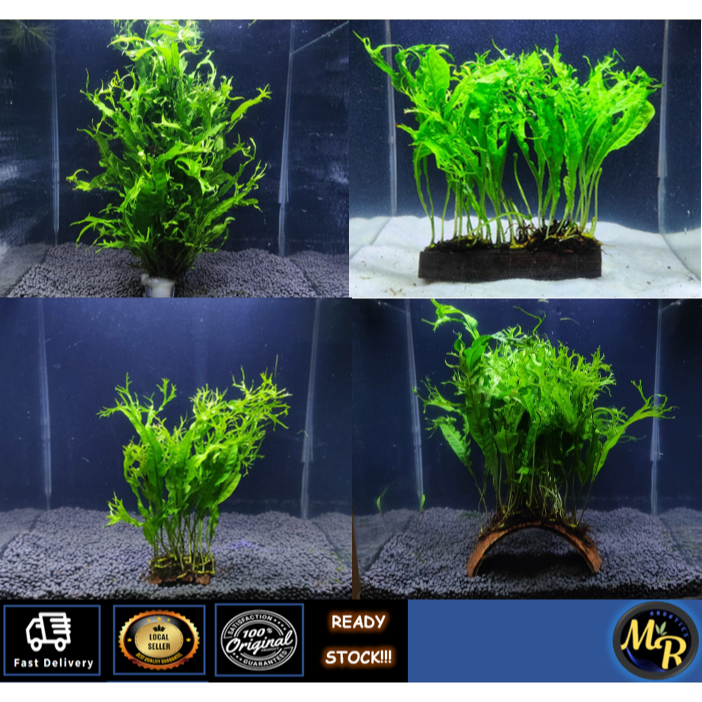 🔥Buy 3 Free 1🔥 Windelov Aquatic Live Plants (Java Fern, Windelov/Pokok ...