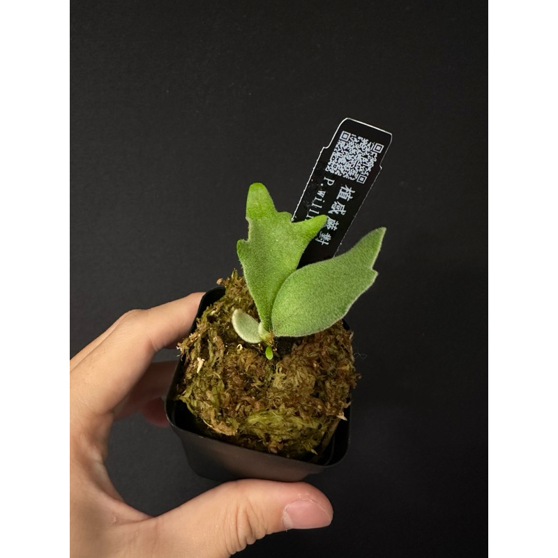 Platycerium Willinckii Bacteria Jade Girl Nano OMG Ginka Sporeling 鹿角蕨 孢子苗  | Shopee Malaysia