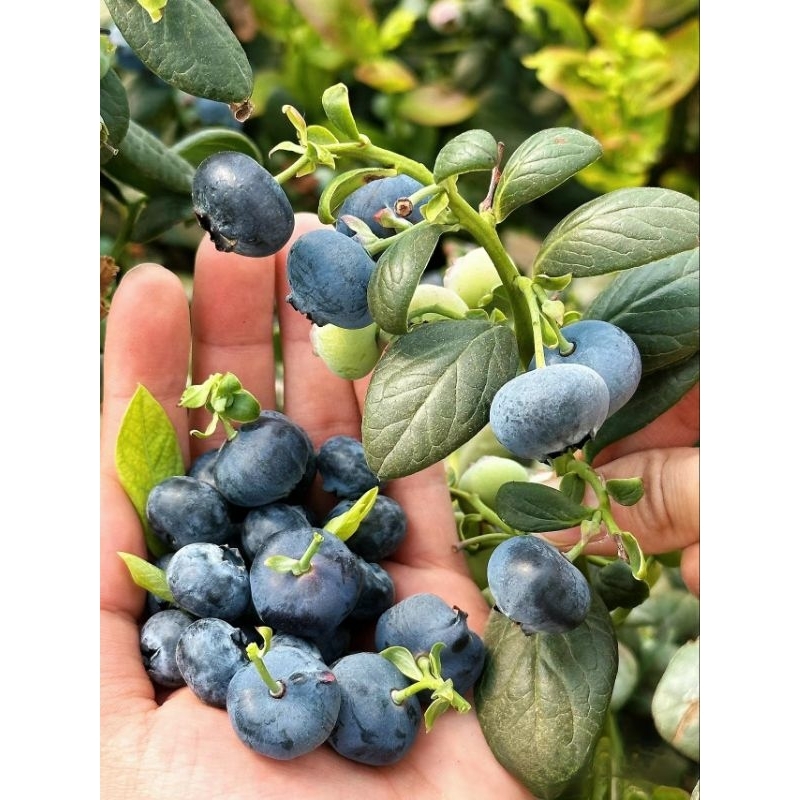 🌲Live saplings🌲Blueberry saplings | Shopee Malaysia