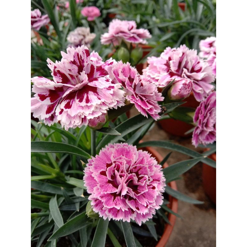 🔥🔥Carnations Single/Double Layer Mix Color🔥🔥 | Shopee Malaysia