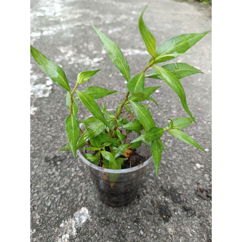 Anak Pokok Kesum / Daun Laksa / Kesum Laksa / Persicaria odorata ...