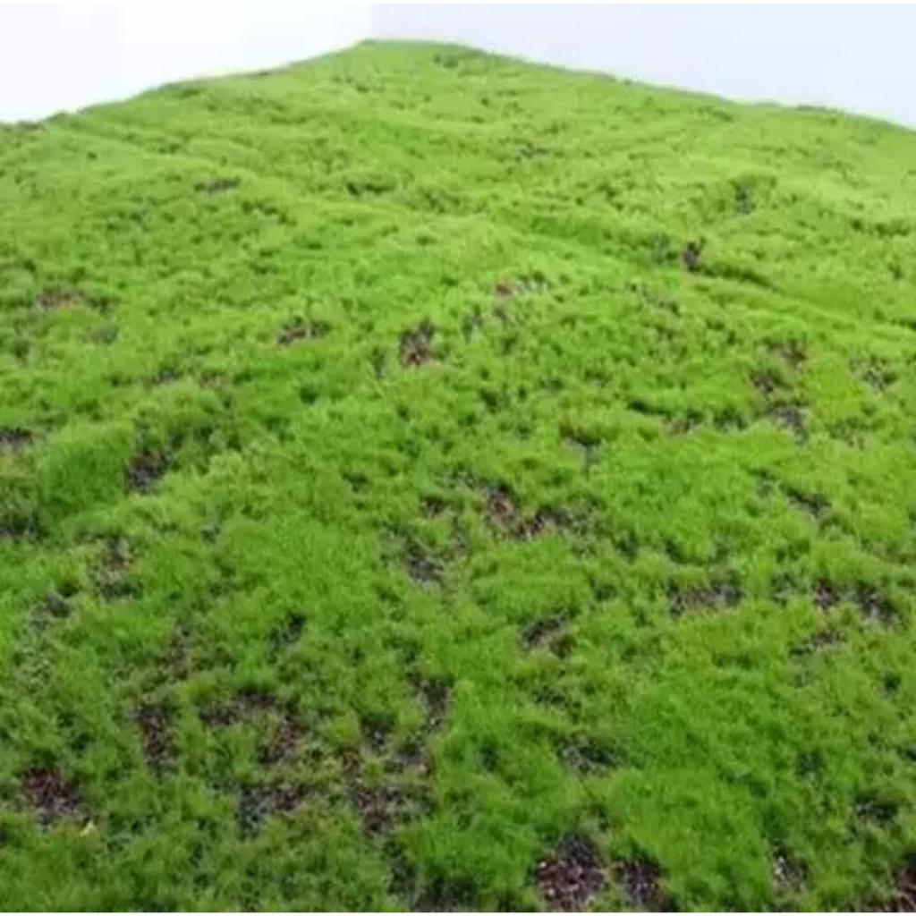 Rumput Karpet Lumut Tiruan Boleh Lipat Hiasan Rumah&Taman/Artificial ...