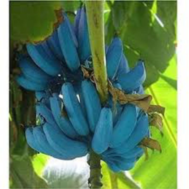 Pokok Java Blue Tisu Culture(Anak Pokok) | Shopee Malaysia