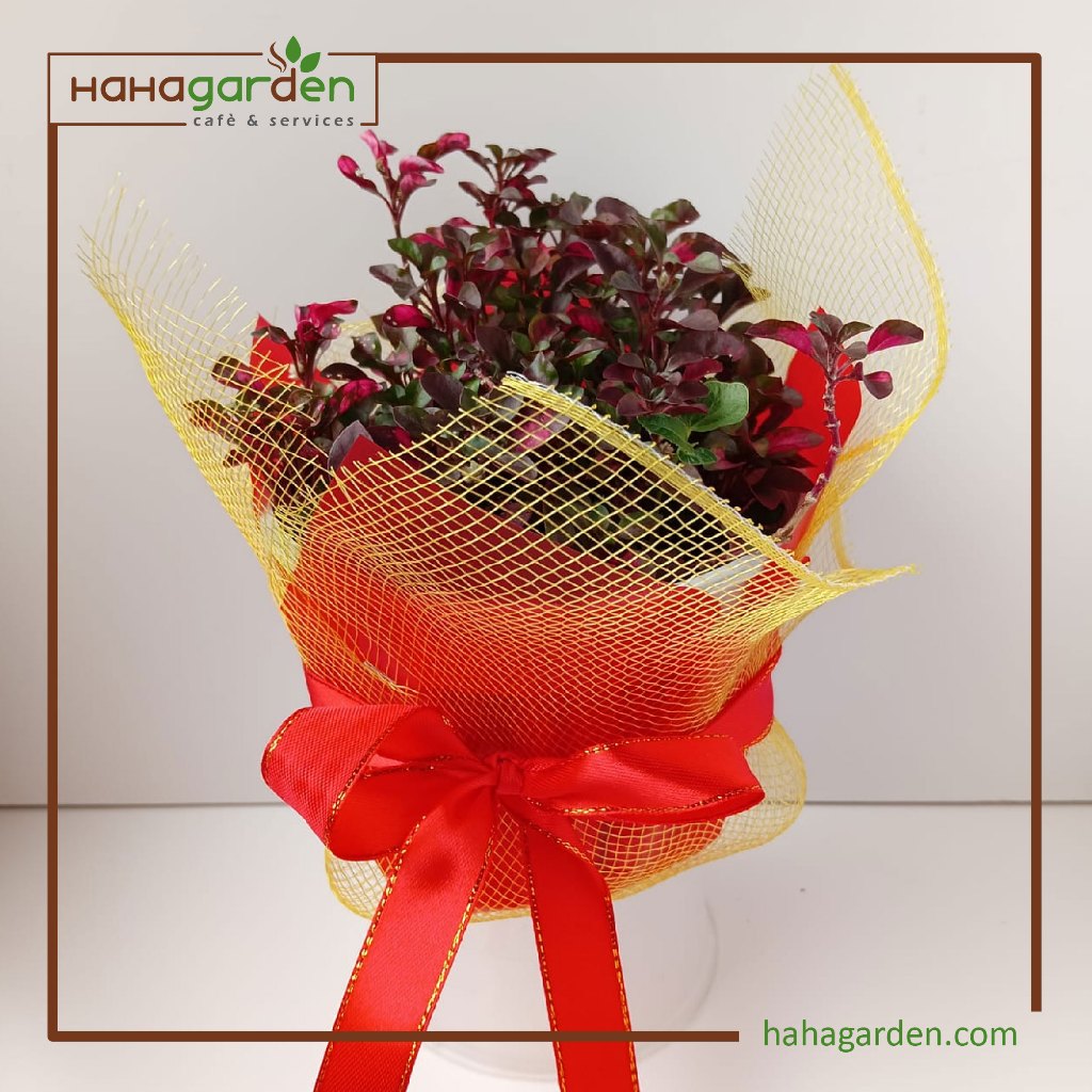 Elegant Plant Wrapping - Ready-Made Gift Wrap for Potted Plants with ...
