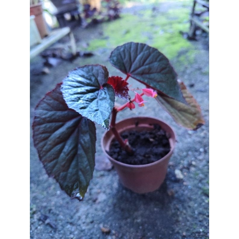 Begonia Coccinea / pokok daun baldu mur murrr | Shopee Malaysia