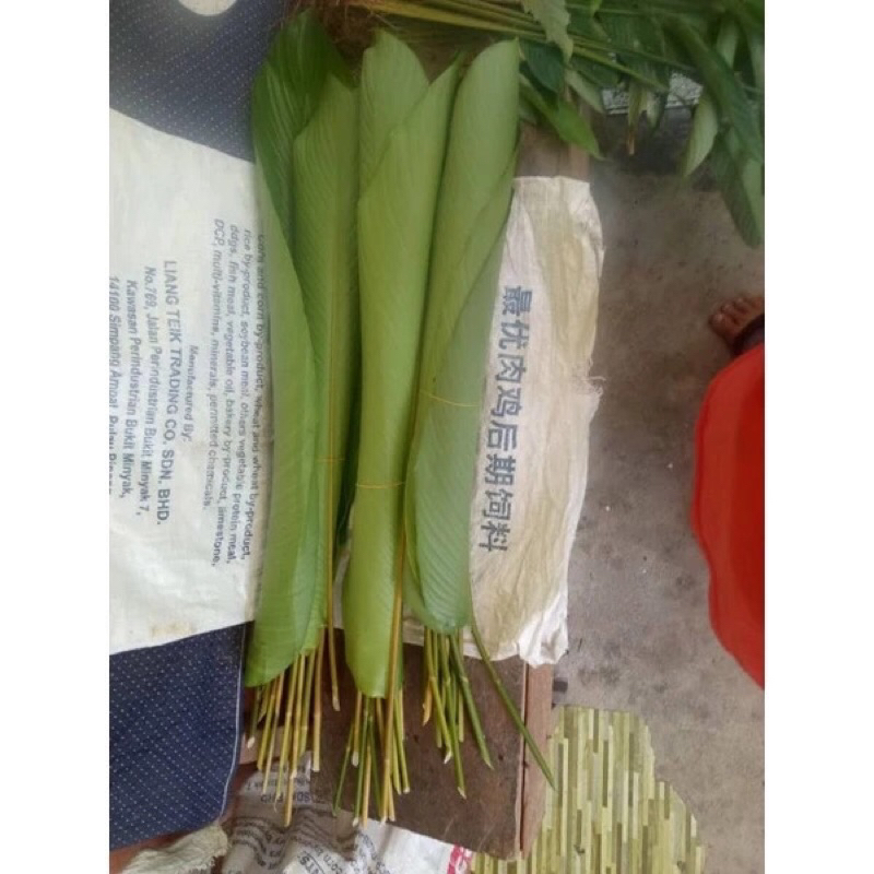 Daun lirik/ Daun lerek 10 helai | Shopee Malaysia