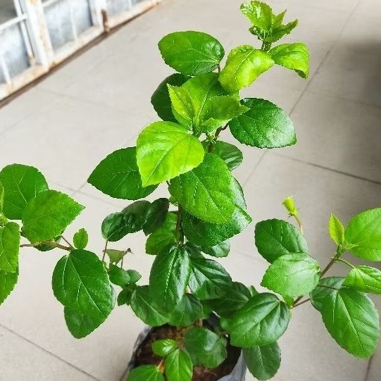 Bunga Raya Kampung Putih, Merah, Oren | Shopee Malaysia