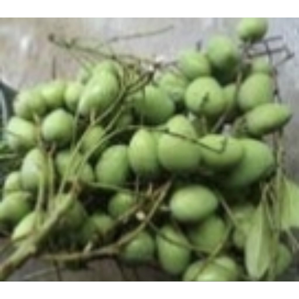 1Kg PELAM MUDA - Mangga / Mempelam Muda | Shopee Malaysia