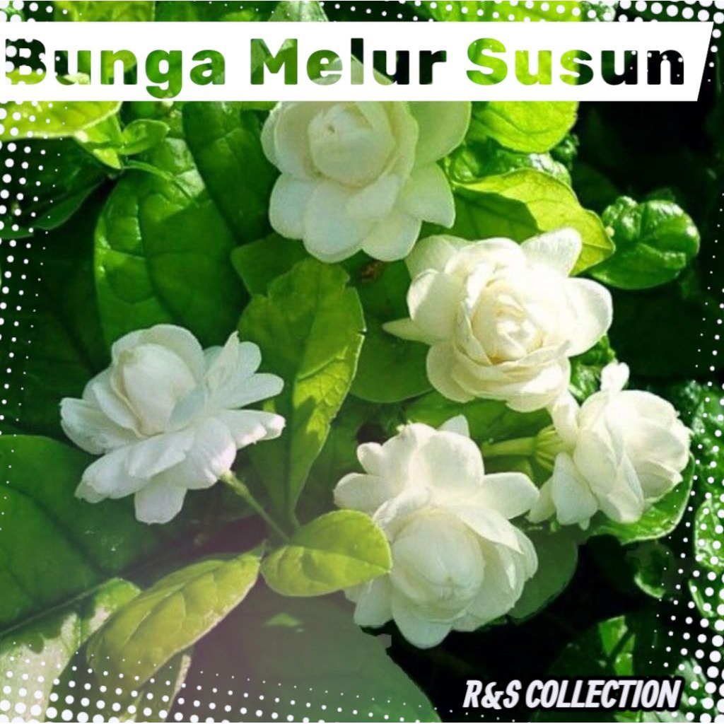 RSC Pokok Bunga Melur ( Arabian Jasmine ) | Keratan Batang Pokok Bunga ...