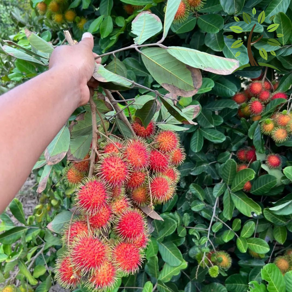 Berjaya Plant Nursery - Pokok Rambutan Jarumas Hybrid/Jarum Emas(Pokok ...