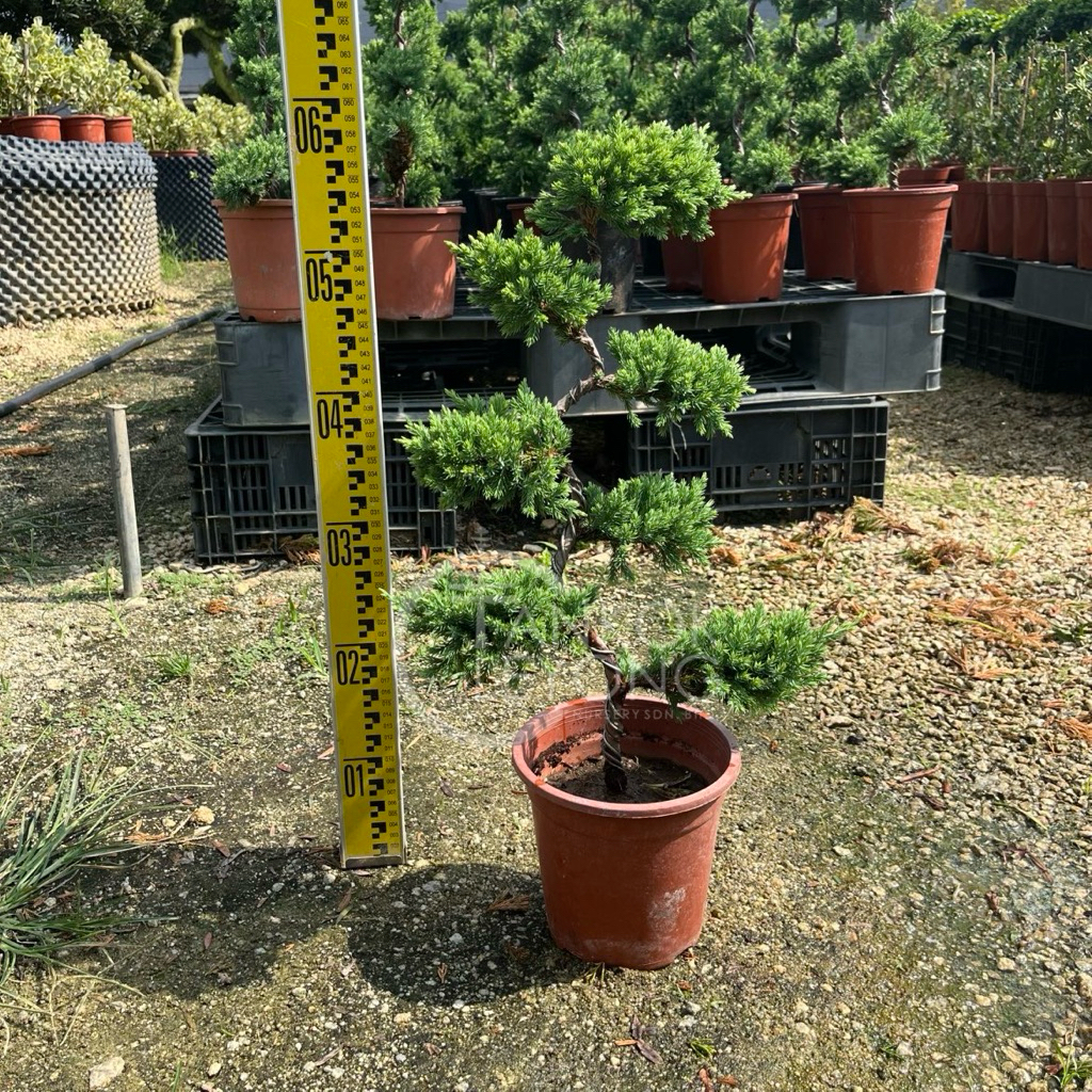 真柏盆栽⑤ 日本🇯🇵糸魚川真柏Japanese Itoigawa Shimpaku(附上影片