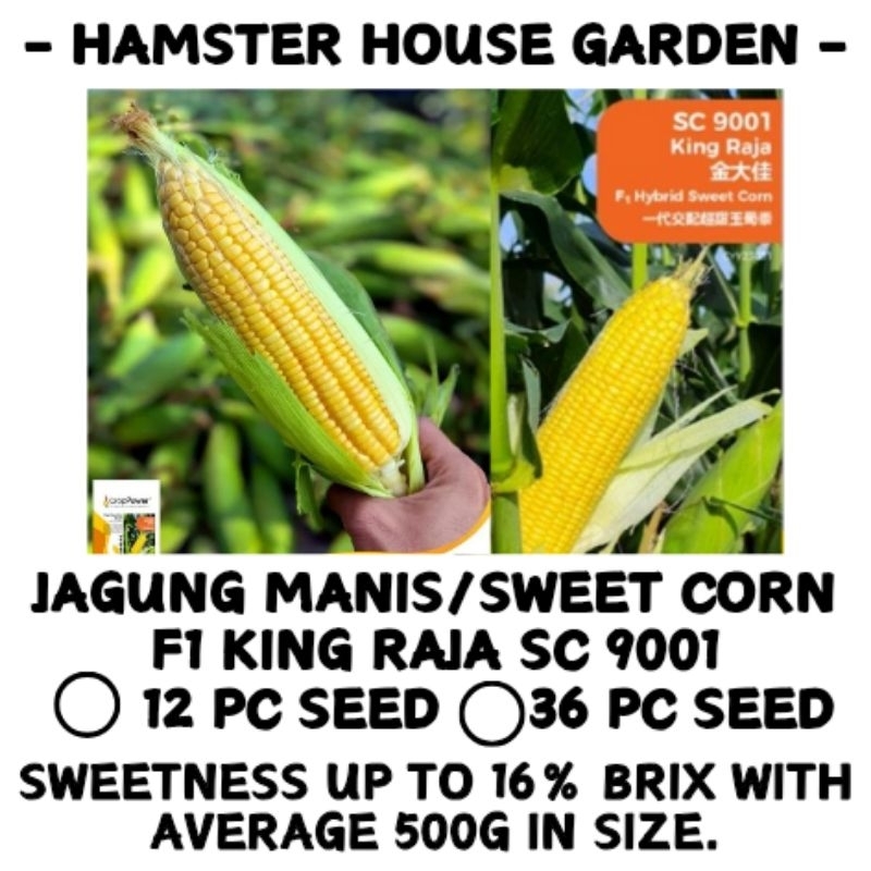 HSK [12pc/36pc] JAGUNG MANIS KING RAJA F1 HIBRID SWEET CORN SC 9001 ...
