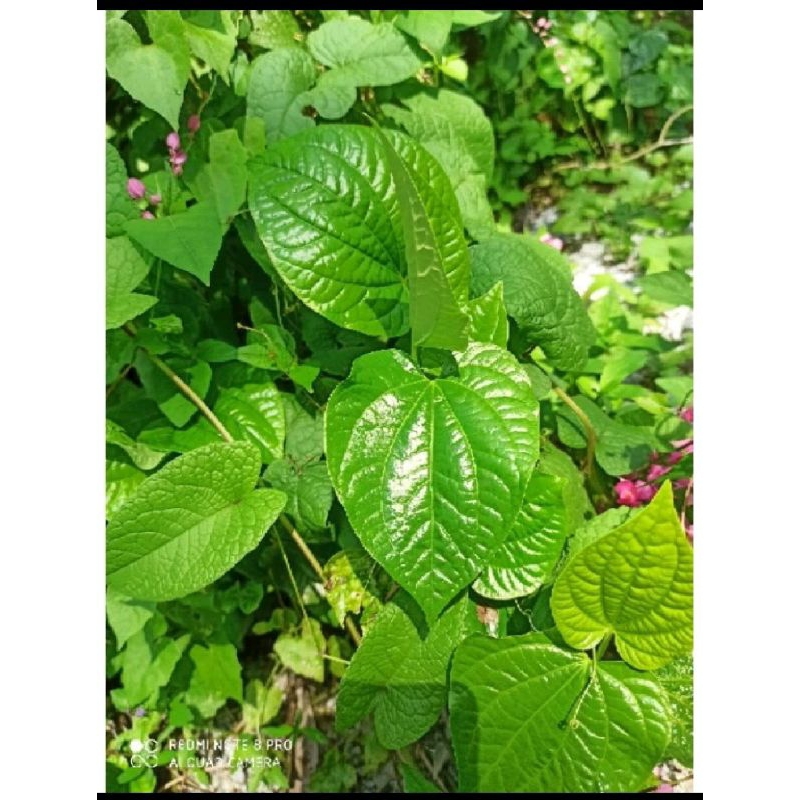 70 helai DAUN KADUK SEGAR /FRESH | Shopee Malaysia