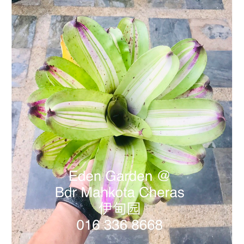 Neoregelia Inkwell Albo (積水风梨/ bromeliad ) | Shopee Malaysia