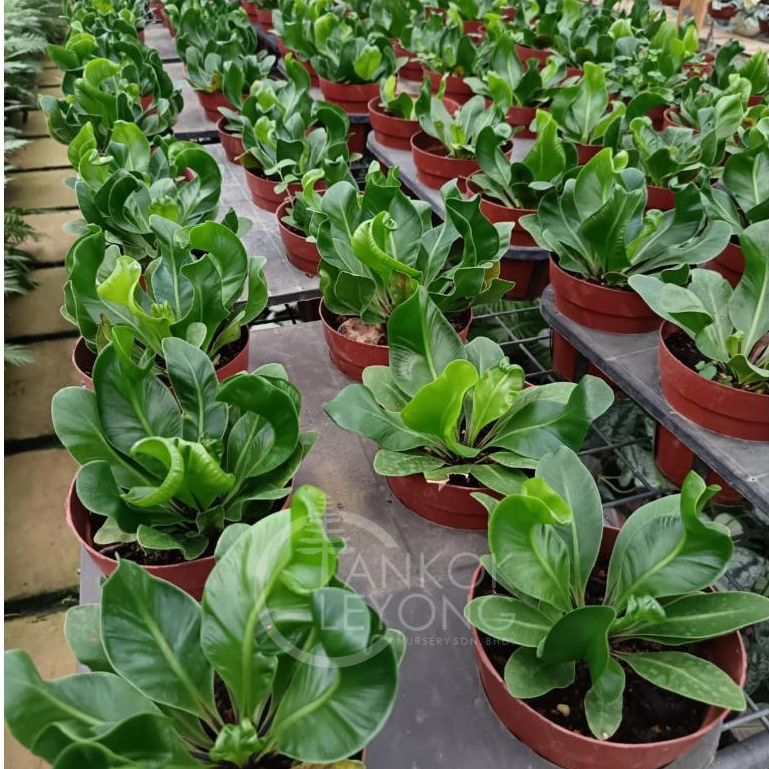 TKL - Asplenium Nidus Cobra/Asplenium Scolopendrium L. Hart's-tongue ...