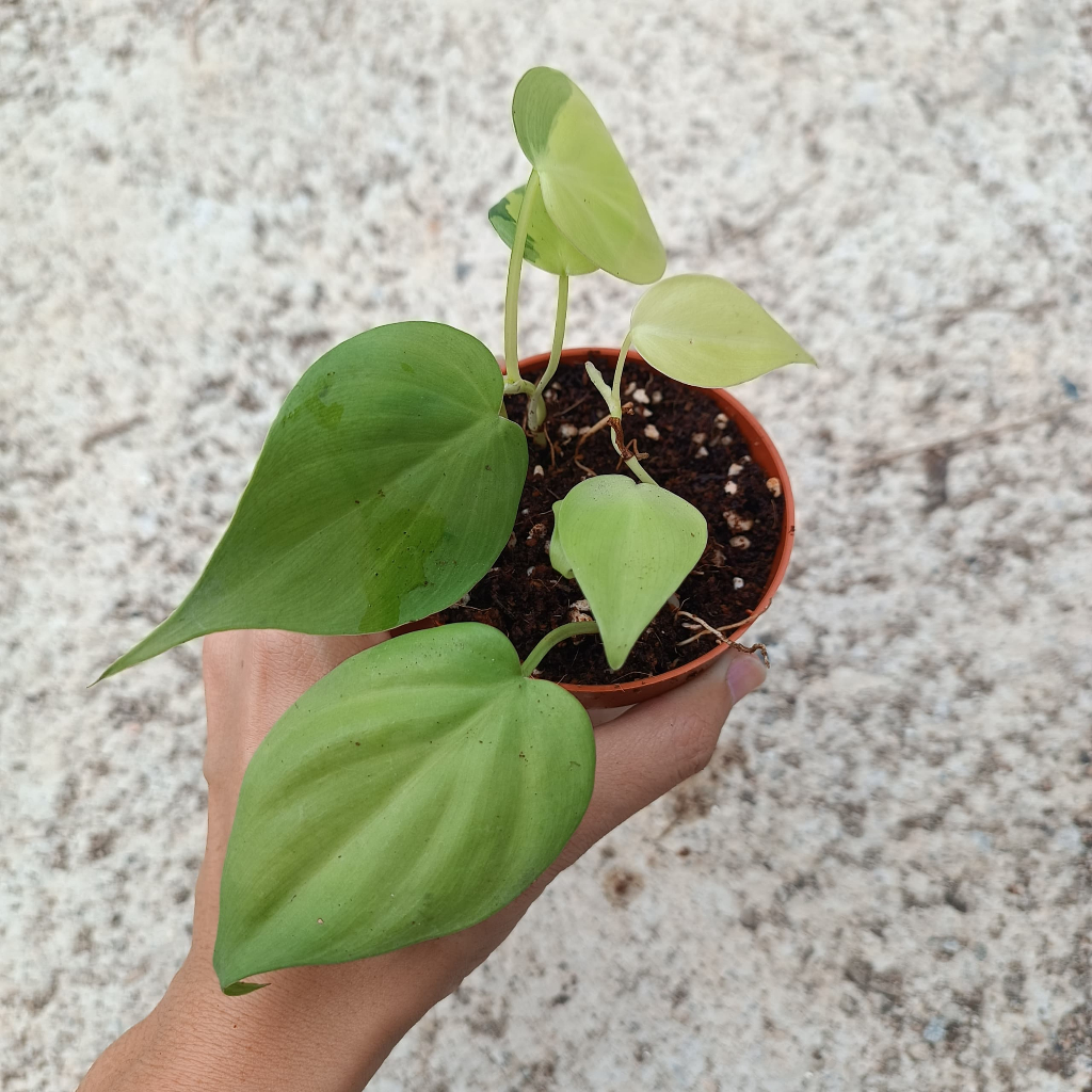 LUSHECO-Philodendron Rudolph/Mican/Scanden With Pot 90mm | Shopee Malaysia