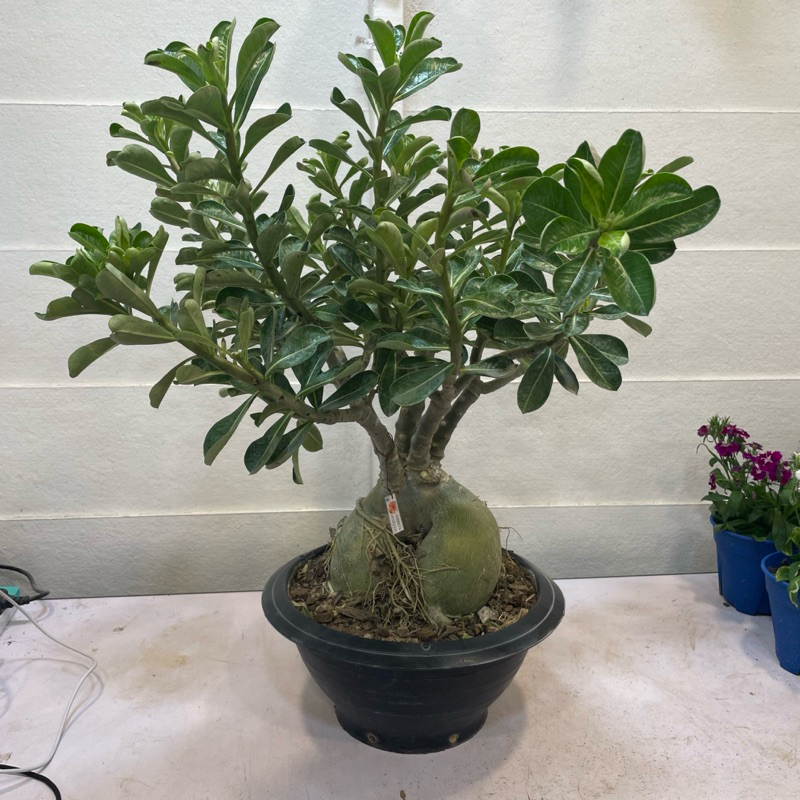H2O - 12” Pot Adenium (UFO pot) Live Plant | Shopee Malaysia