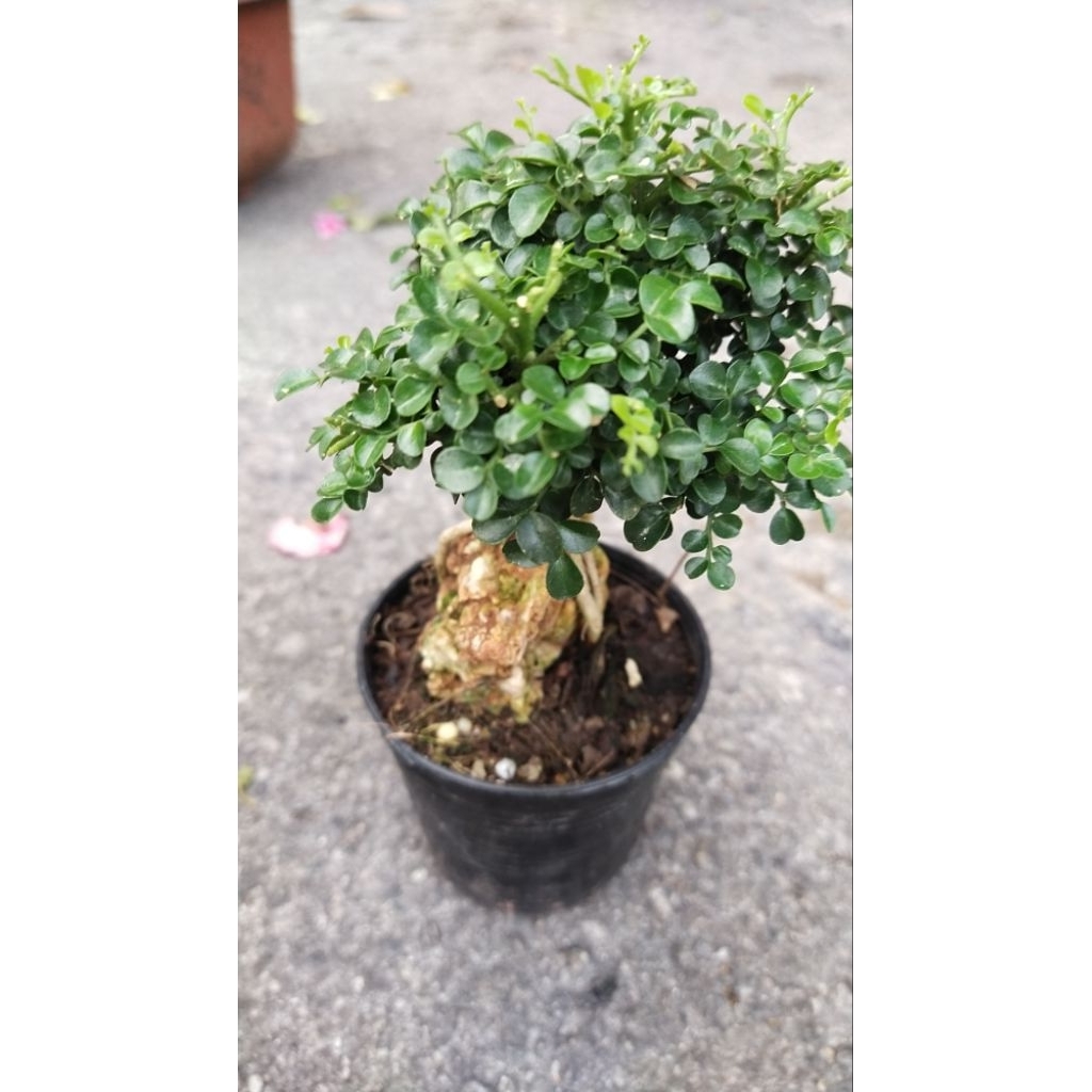 Pokok Bonsai Kemuning Mini Pokok Bonsai | Shopee Malaysia