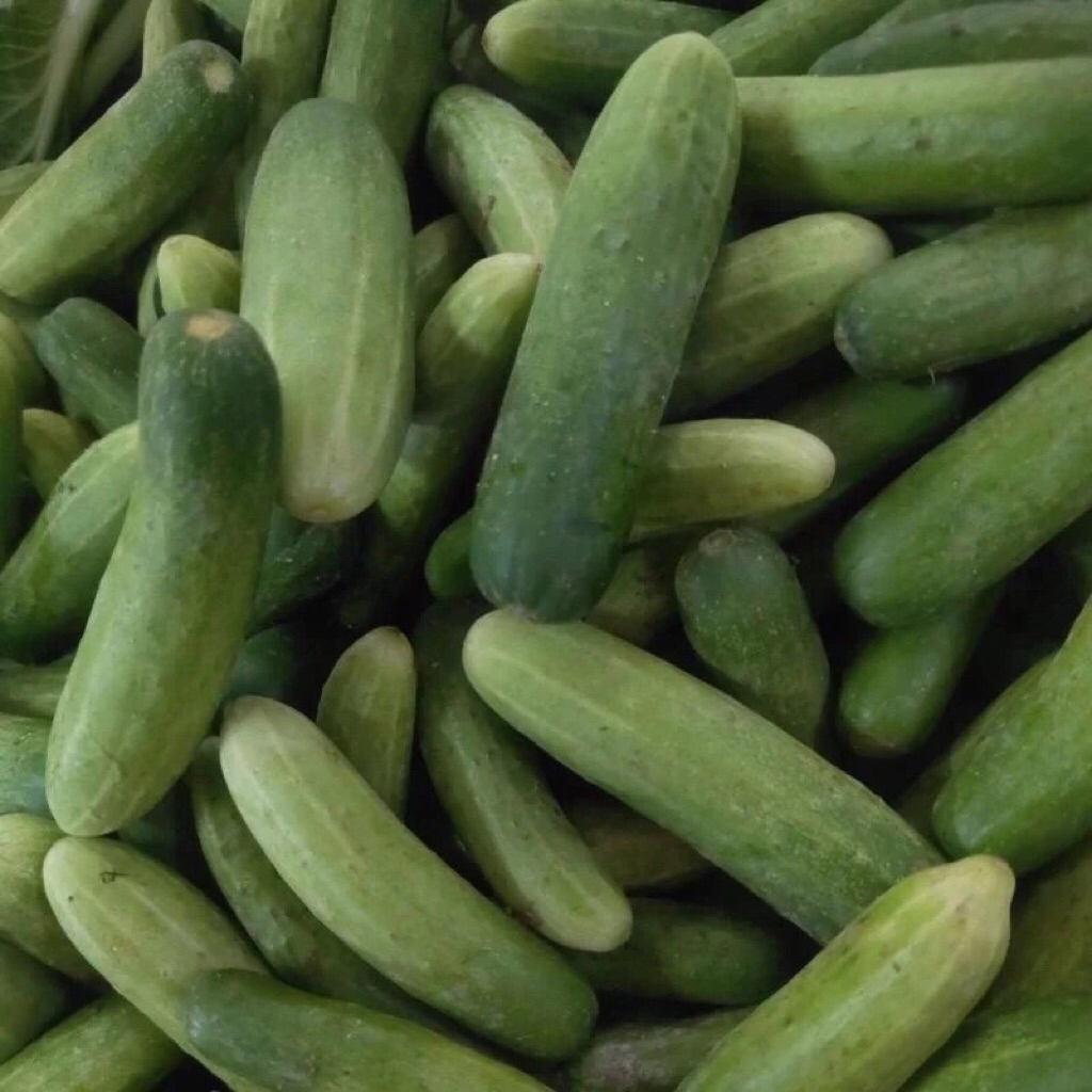 1KG TIMUN BABY Segar TIMUN MINI Fresh Dipetik Setiap Hari Ulam Sayur ...