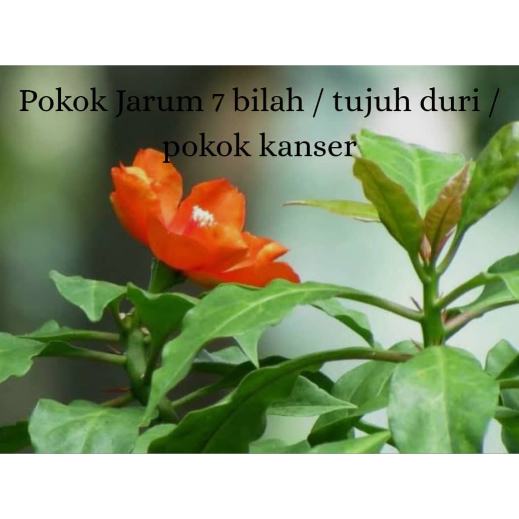 Anak pokok jarum tujuh bilah/ 7 duri/ pokok kanser | Shopee Malaysia