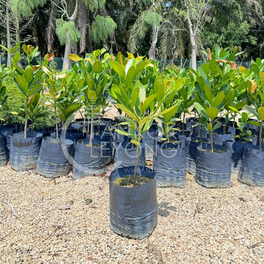 TKL - Outdoor Garcinia Subelliptica Happiness Tree (Polybag12x12-50cm ...