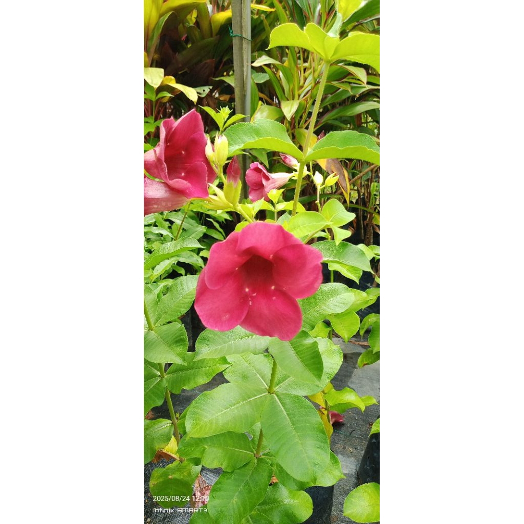 Bunga Alamanda Red Wine (Polybag) real plant | Shopee Malaysia