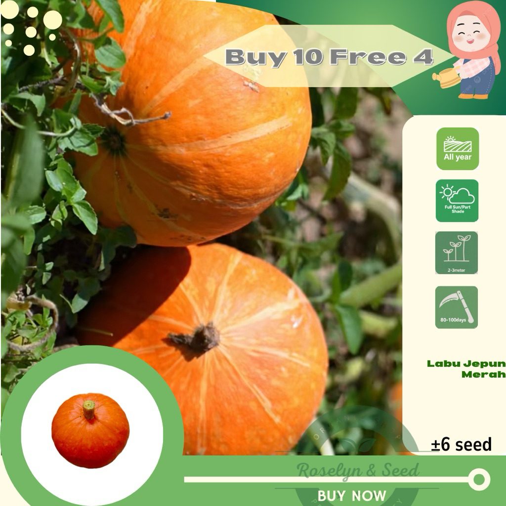 Biji Benih Labu Jepun Merah Red Hokkaido Pumpkin 红板栗南瓜 | Shopee Malaysia