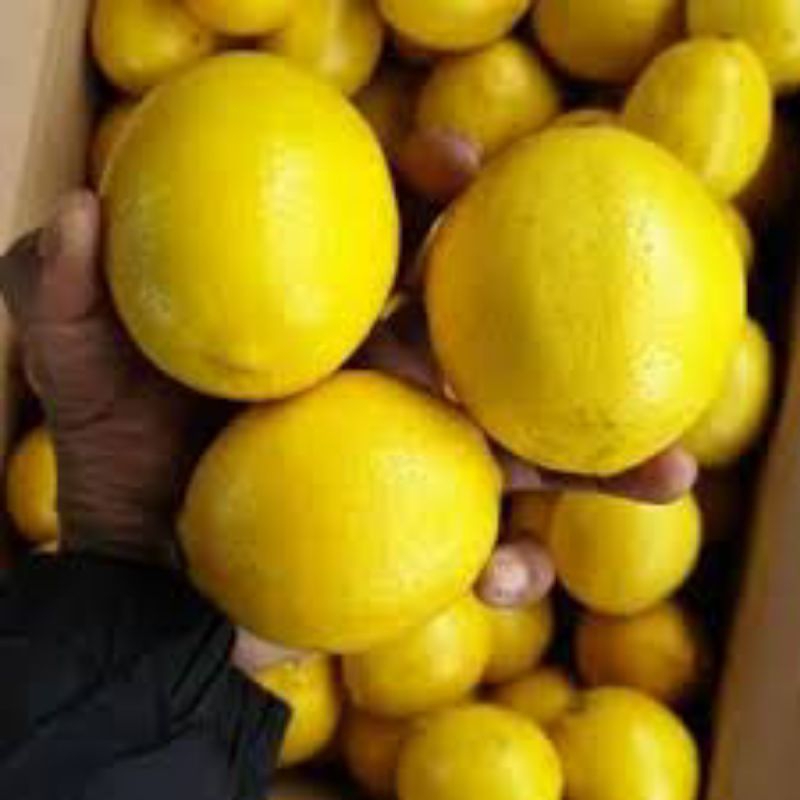 Lemon Segar 10Biji.. | Shopee Malaysia