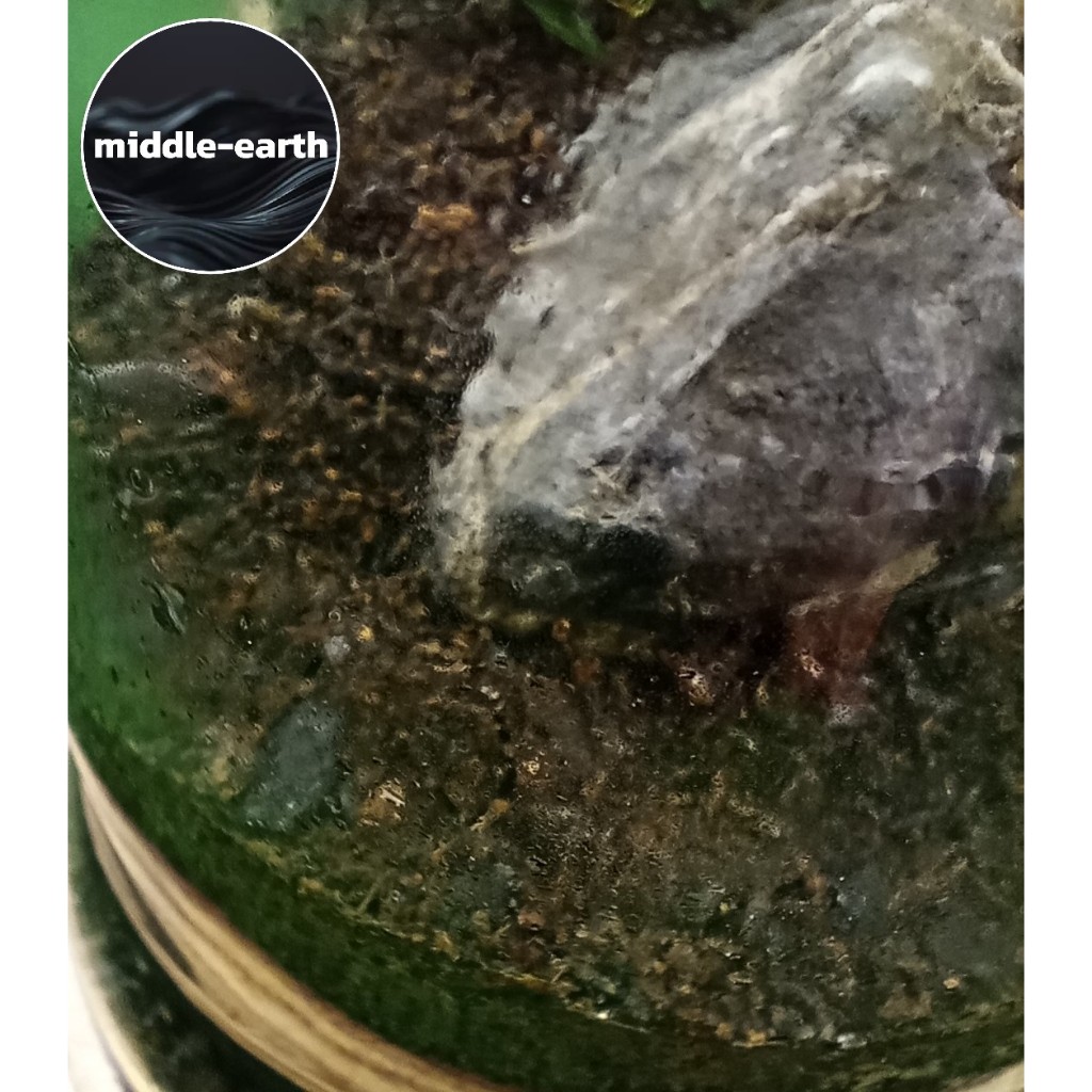 Terrarium - Substrate/Soil Media (Ground soil with Probiotic) | Shopee ...
