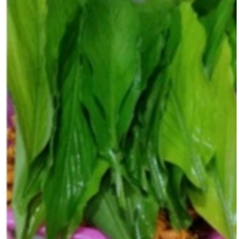 A 7 helai daun kunyit Z | Shopee Malaysia