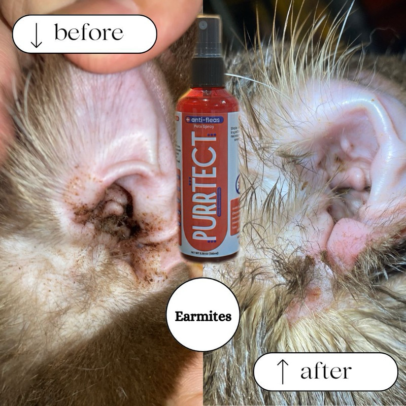 Image showcasing PURRTECT+ Anti-Flea Pet Spray Anti Parasitic | Shopee Malaysia