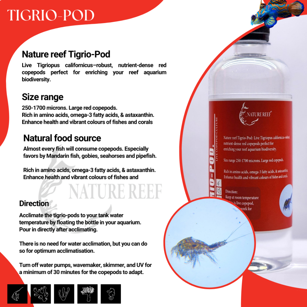 Copepods Trio, (Apocyclops+Oithona+Tigrio-pod) Nature Reef copepod ...