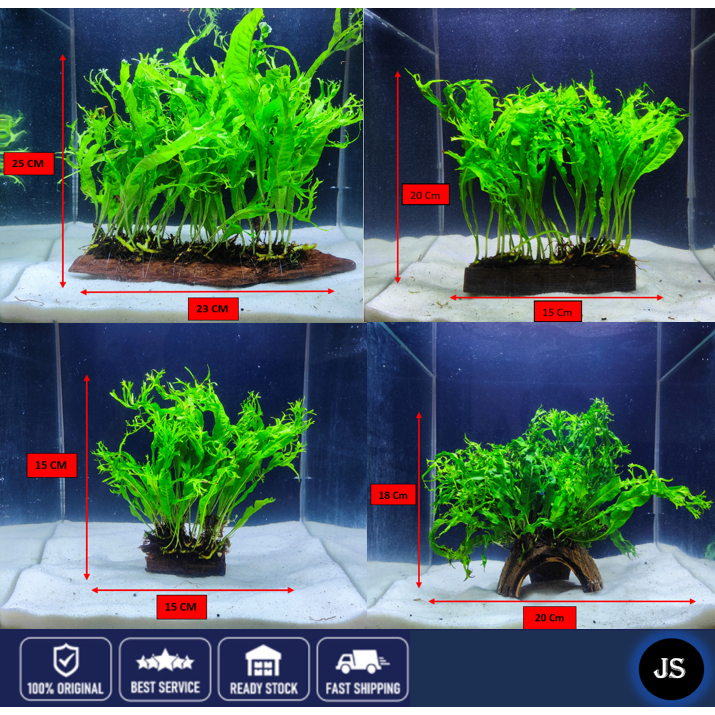 Plantes D’aquarium Microsorium Pteropus (Java Fern) – Lot De 3, Passeport Phyto Inclus