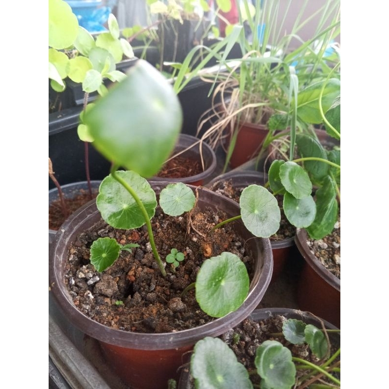 3Qs Garden Anak Pokok Pegaga Air / Asiatic Pennywort / Pegaga Daun ...