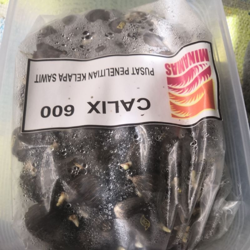 BENIH SAWIT CALIX 600 (50BIJI) | Shopee Malaysia