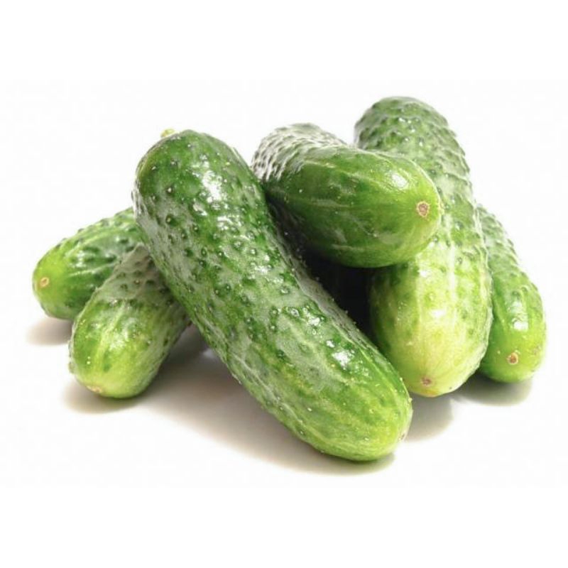 10 gram biji benih timun mini F1 hybrid. | Shopee Malaysia