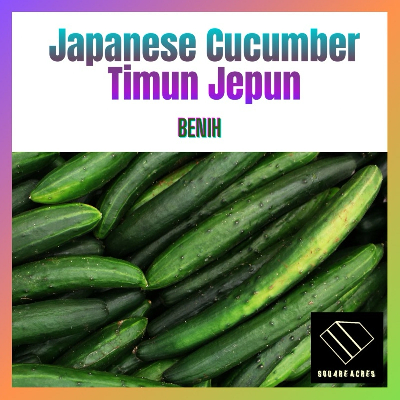 Benih Timun Jepun Japanese Cucumber | Shopee Malaysia